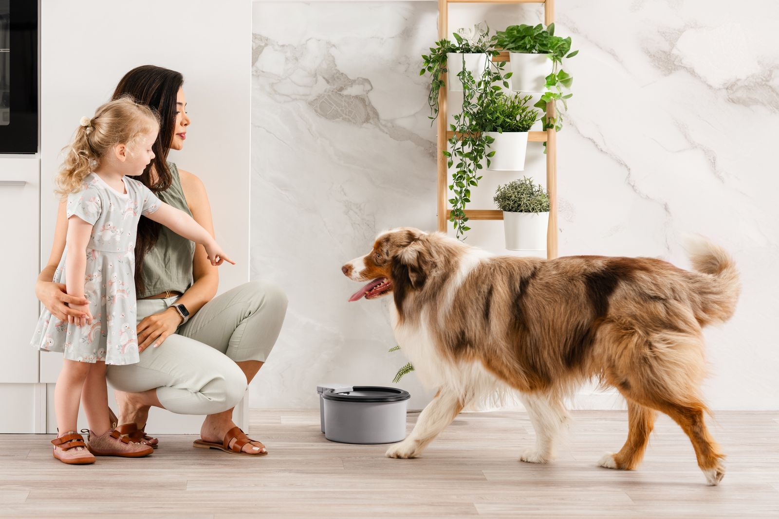 Lifestyle · pet supplies